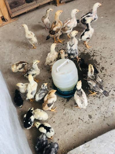 shamoo chicks available Age 25 day Each pcs Demand 3500