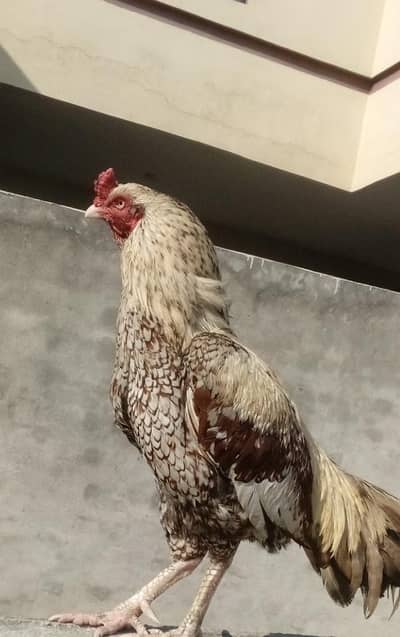 High quality Shajra Murgha and Murghi ,behtreen pair