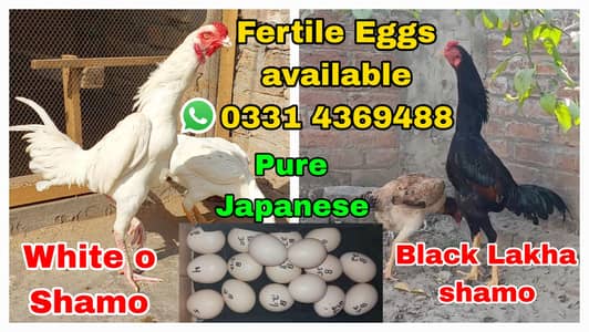 SHAMO FERTILE EGGS