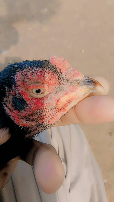 aseel murgi old blood urgent sale