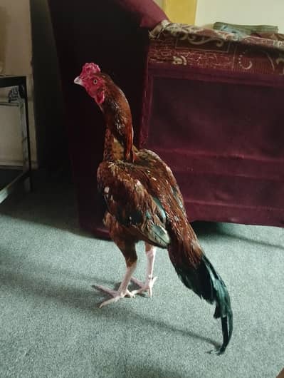 aseel patha for sale