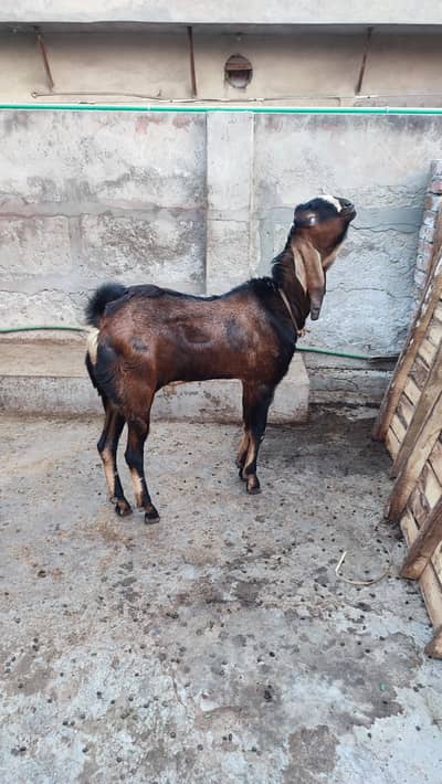 Desi betal bakray for sale