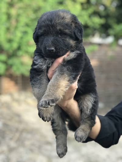 Longcoat gsd puppy ( exchange with Breeder female )Vom Yaris progeny