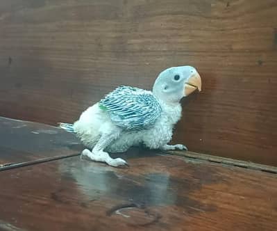 Kashmiri Raw jumbo size 03091489914