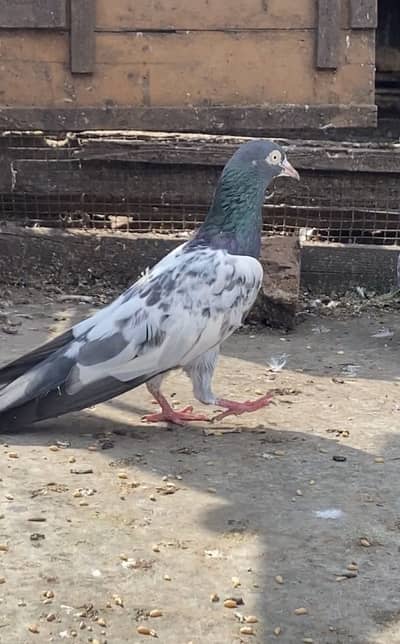 Royal Teddy male for sale