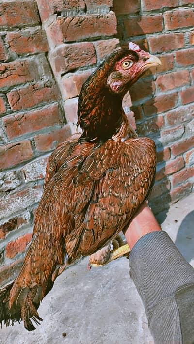 aseel female for sale exchange with cat