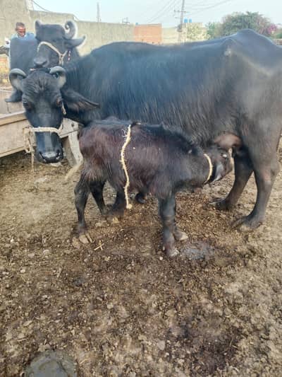 Bhains. Buffalo /Urjent sale