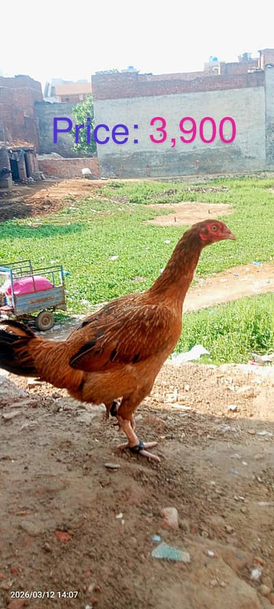 Pure Aseel breeder (home breed)