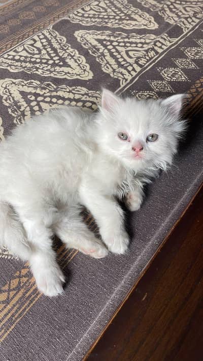 Persian kitten triple coat