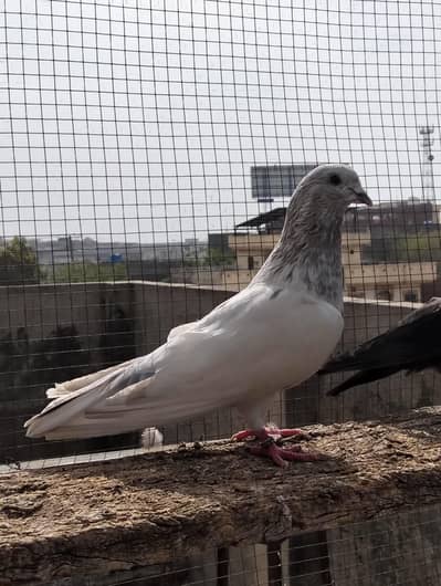 Pigeon For Sale
