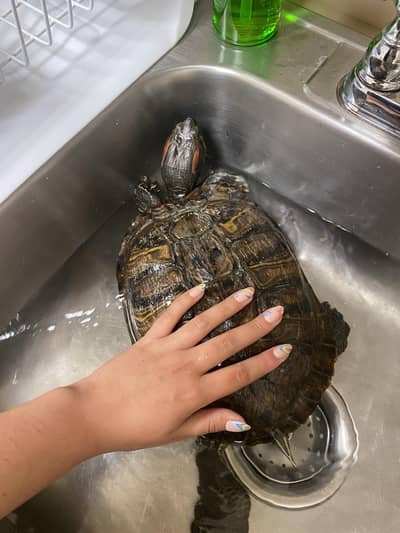 Red Ear Sliders Turtle For Sale in Karachi