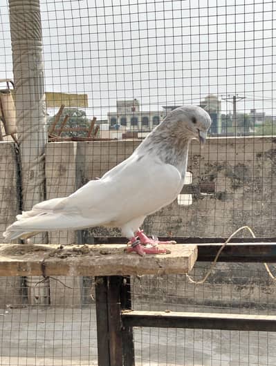 Pigeon For Sale