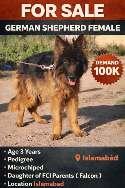 Long Hair german shepherd female |gsd|german shepherd