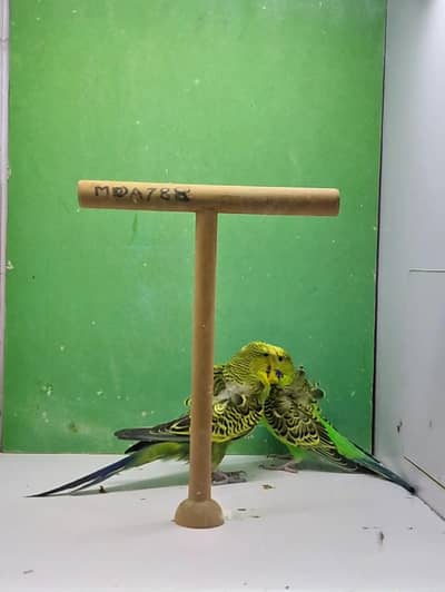 hogoromo breeder pair