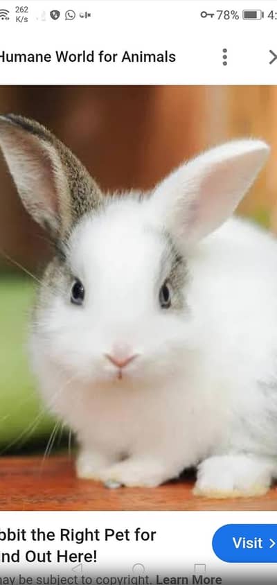 NEWZELAND RABBITS ( Rawalakot) Sale sale sale