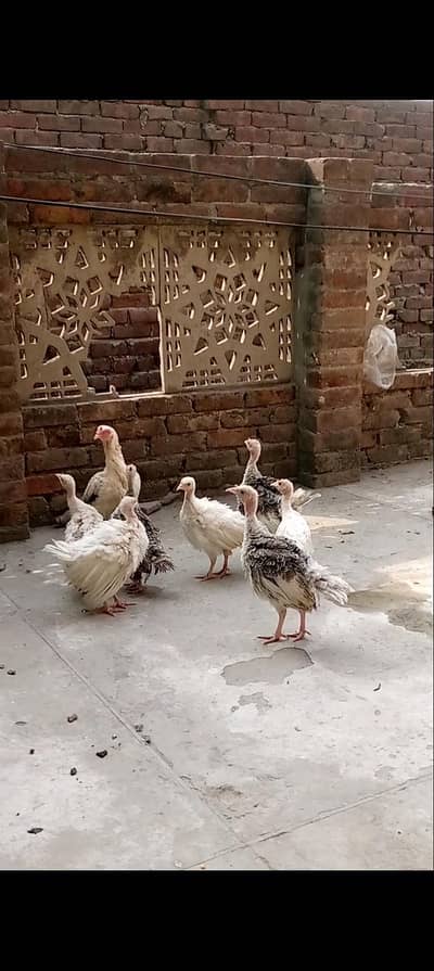 turkey chicks and aseel hens.