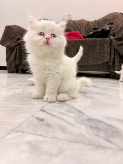 Persian Kitten