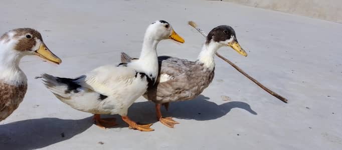 ducks 