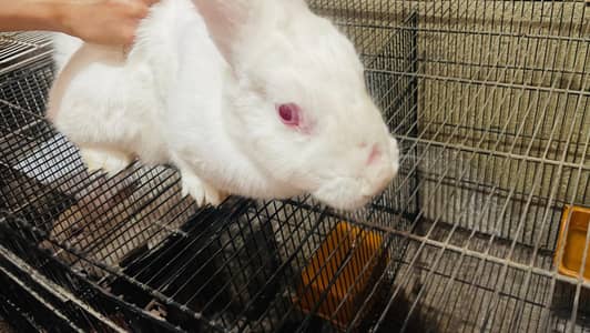 newzealAnd white rabbit female