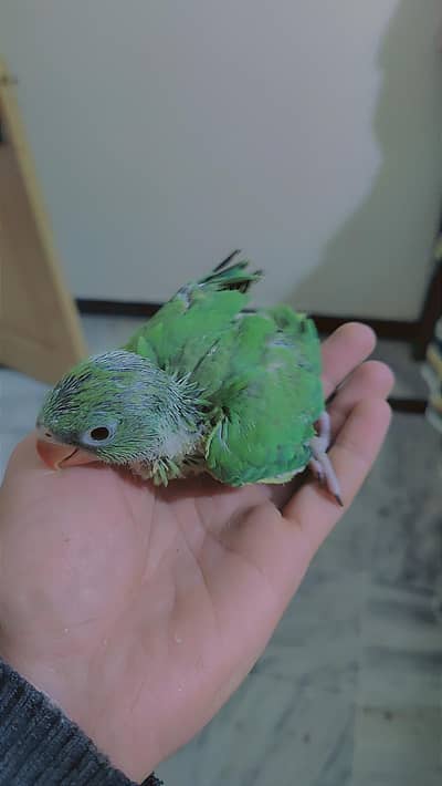 ringneck parrot chick katha
