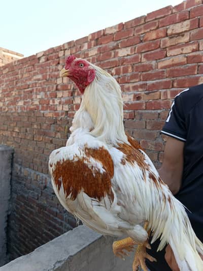 Mianwali Aseel fighter  Bloodline Murga +Sindhi Aseel Black Murgi