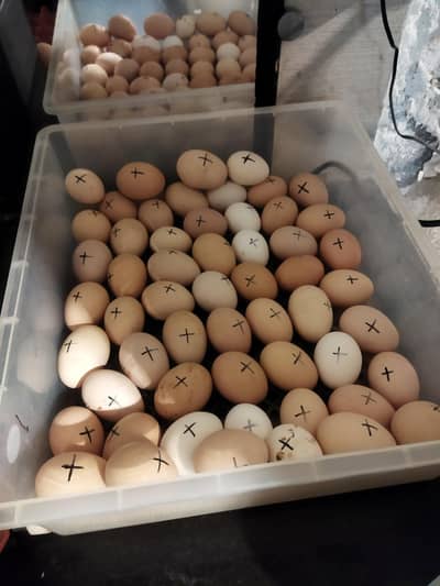 Fertile eggs Golden, white , blue heavy buff, Ayam cermani, polish a
