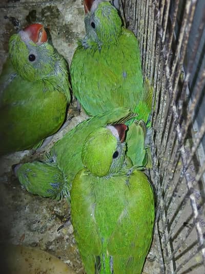 Home Breed Ringneck Chicks Available