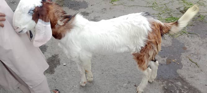 2 dant honey Wala hye