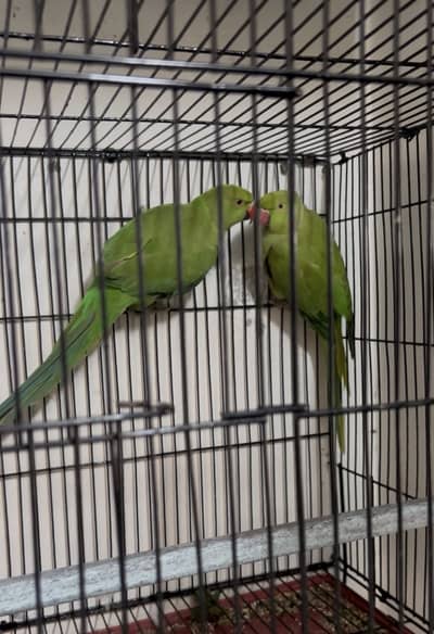 Ringneck pair /14/16 months