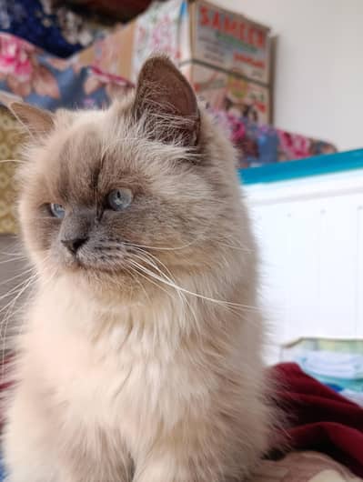 Himalayan Cat for sale