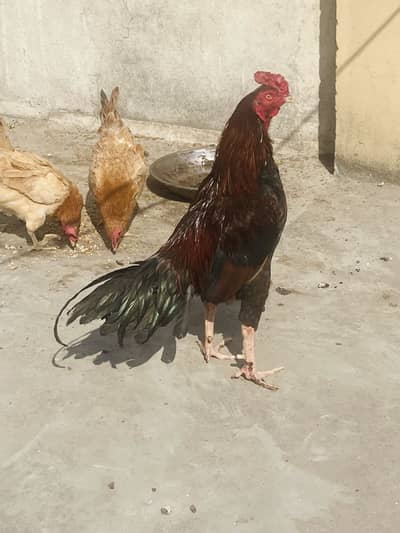 Aseel murga best quality