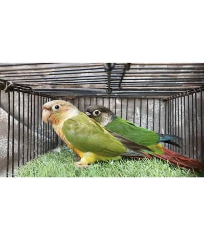 Ringneck pair /14/16 months