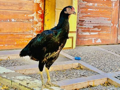 Mushki maadi for sall