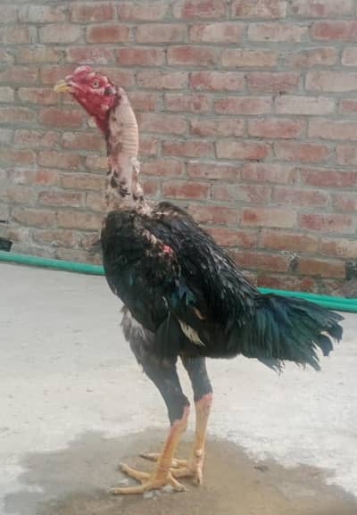 aseel murgha h nsli h