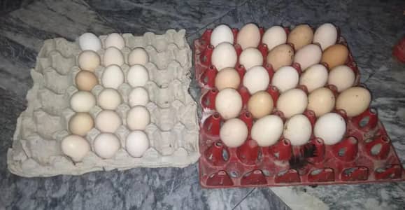 650 tray Dasi eggs for sale