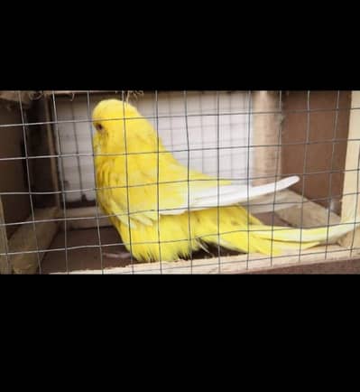 RED EYES BREEDER EXHIBITION FEMALE FOR SALE