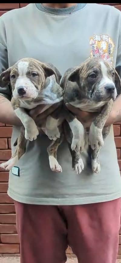 Pitbull puppies