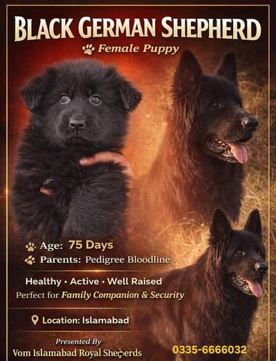 Black Shepherd Female Puppy |Black shepherd |gsd | Long Hair Puppy
