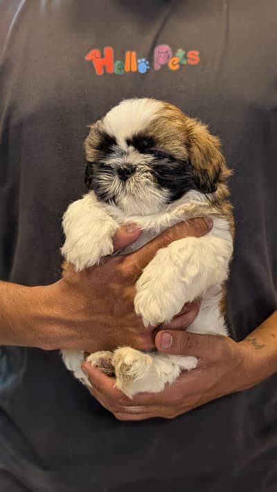 Shitzu puppies available