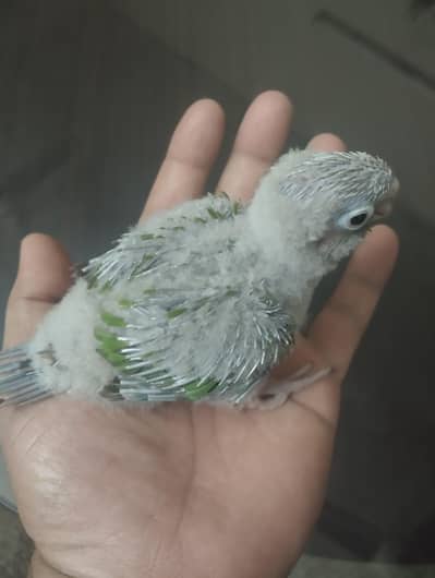 pineapple conure chicks for hand tame - 03214382921