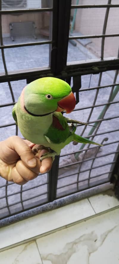 kashmiri raw parrot hand tamed for sale.