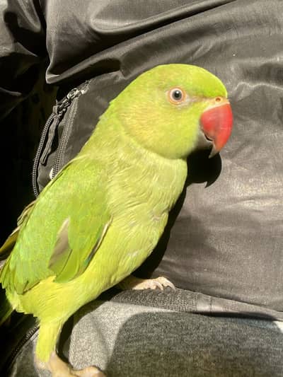 Parrots pair green for sale