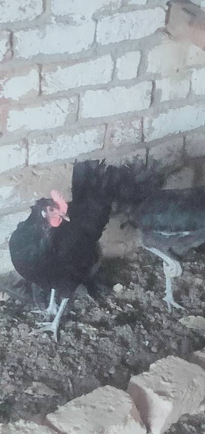 Australorp hen
