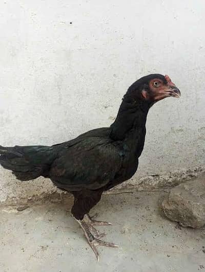 Black Aseel Females 03176825049