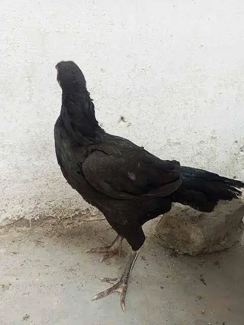 Black Aseel Females 03176825049 — photo 2