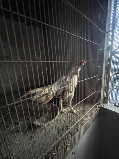 Aseel murga 14 mahina ka pathaa