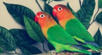 Love Birds breeder pair