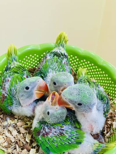 MASHA ALLAH Chicks Available in Kharian