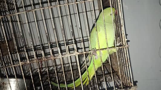 Indian ringneck parrot female for sale