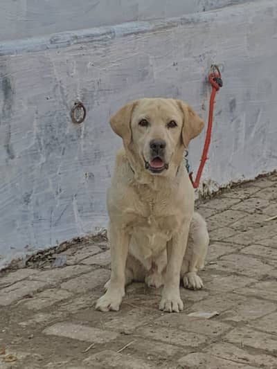 Labrador